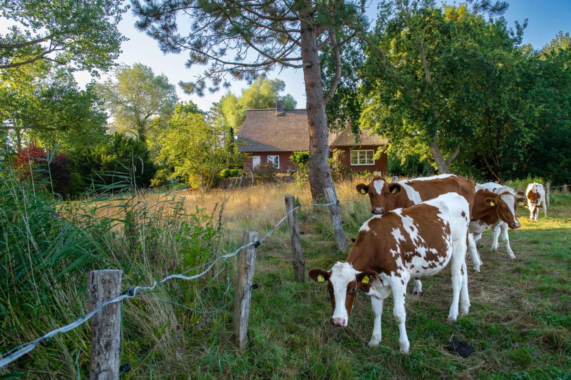 Villa Reetdachhaus Eiderblick à Breiholz Extérieur photo